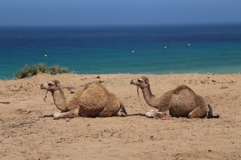 Camels on Achakkar beach near Tangier